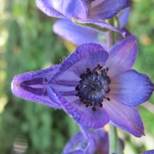 Photographie n°718704 du taxon Aconitum napellus subsp. vulgare (DC.) Rouy & Foucaud [1893]