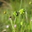  Hugues Tinguy - Baldellia ranunculoides (L.) Parl. [1854]