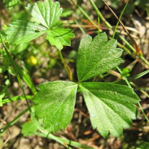 Photographie n°718713 du taxon Potentilla anglica Laichard. [1790]