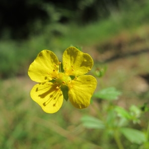 Photographie n°718714 du taxon Potentilla anglica Laichard. [1790]