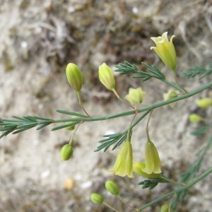 Photographie n°718736 du taxon Asparagus officinalis subsp. prostratus (Dumort.) Corb. [1894]