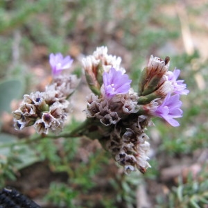 Photographie n°718739 du taxon Limonium dodartii (Girard) Kuntze [1891]