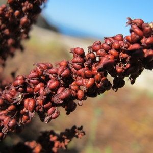 Photographie n°718748 du taxon Rumex rupestris Le Gall [1850]