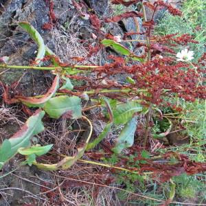  - Rumex rupestris Le Gall [1850]