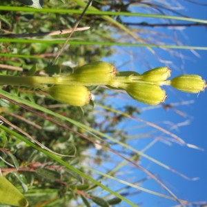 Photographie n°718764 du taxon Liparis loeselii (L.) Rich. [1817]