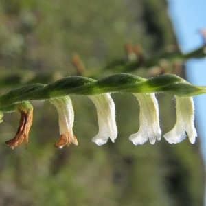 Photographie n°718765 du taxon Spiranthes aestivalis (Poir.) Rich. [1817]