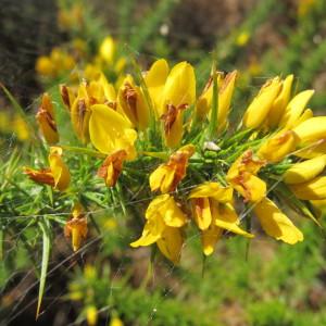 Photographie n°718769 du taxon Ulex minor Roth [1797]