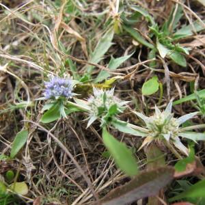  - Eryngium viviparum J.Gay [1848]