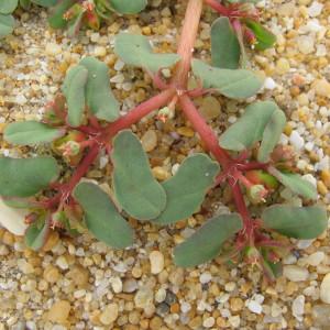 Euphorbia peplis L. (Euphorbe péplis)