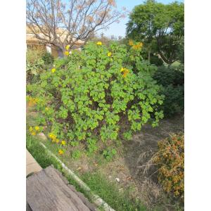 Verbesina exauriculata (Rob. & Greenm.) Cockerell (American Dogweed)