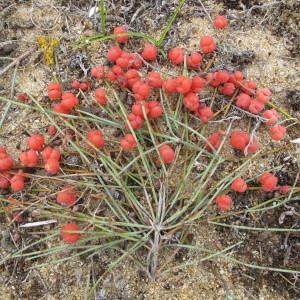 Photographie n°718820 du taxon Ephedra distachya L. [1753]