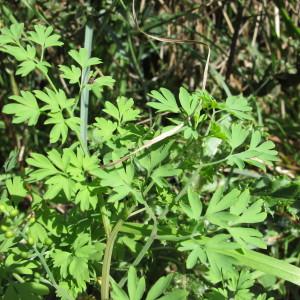  - Fumaria muralis subsp. muralis