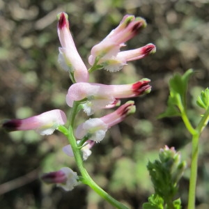  - Fumaria muralis subsp. muralis