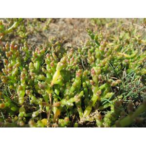 Salicornia disarticulata Moss