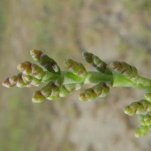  - Salicornia europaea subsp. disarticulata (Moss) Lambinon & Vanderp. [2012]