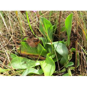 Statice lychnidifolia var. corymbosa Boiss. (Saladelle)