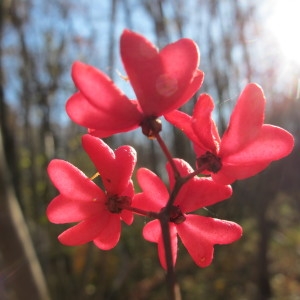 Photographie n°718881 du taxon Euonymus europaeus L. [1753]