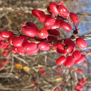 Photographie n°718882 du taxon Berberis vulgaris L. [1753]