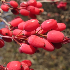  - Berberis vulgaris L. [1753]