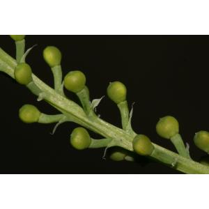 Fumaria officinalis subsp. wirtgenii (W.D.J.Koch) Arcang. (Fumeterre de Wirtgen)
