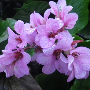 Photographie n°719021 du taxon Bergenia cordifolia (Haw.) Sternb.