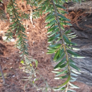 Photographie n°719041 du taxon Taxodium distichum (L.) Rich. [1810]