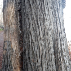 Photographie n°719045 du taxon Taxodium distichum (L.) Rich. [1810]