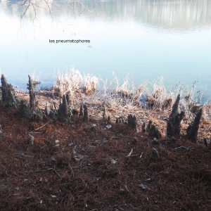 Photographie n°719048 du taxon Taxodium distichum (L.) Rich. [1810]