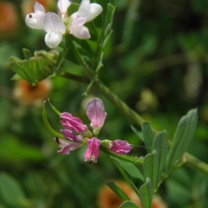 Photographie n°719369 du taxon Coronilla cretica L. [1753]