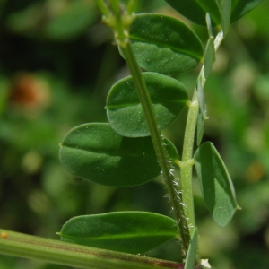 Photographie n°719372 du taxon Coronilla cretica L. [1753]