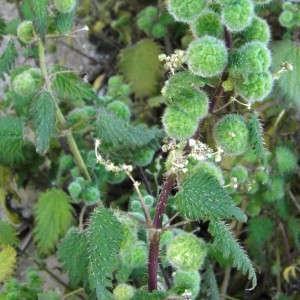 Photographie n°719384 du taxon Urtica pilulifera L. [1753]