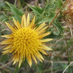 Carlina corymbosa var. lobeliana (Tausch) Meusel & A.Kasner