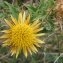  Etienne Urrustoy - Carlina hispanica subsp. hispanica