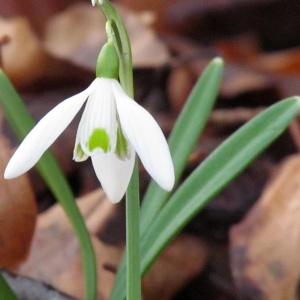 Photographie n°719427 du taxon Galanthus nivalis L.