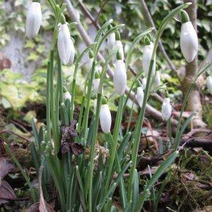 Photographie n°719429 du taxon Galanthus nivalis L.
