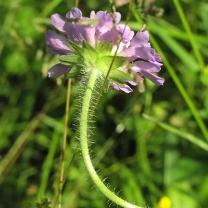 Photographie n°719488 du taxon Knautia arvensis (L.) Coult. [1828]