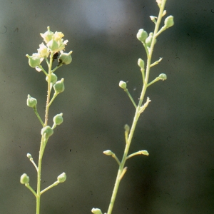 Vogelia paniculata (L.) Hornem.