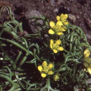 Photographie n°719593 du taxon Ceratocephala falcata (L.) Pers. [1805]