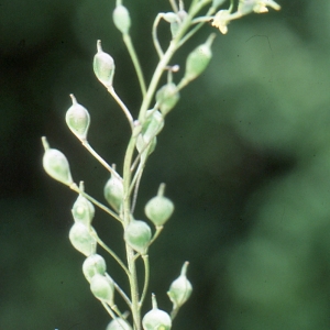 Photographie n°719610 du taxon Camelina sativa (L.) Crantz [1762]