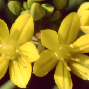 Photographie n°719617 du taxon Allium moly L. [1753]