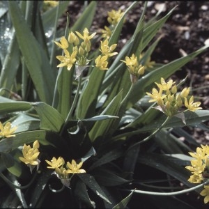 Photographie n°719619 du taxon Allium moly L. [1753]