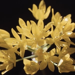 Photographie n°719621 du taxon Allium moly L. [1753]