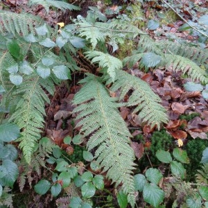 Photographie n°719635 du taxon Polystichum setiferum (Forssk.) T.Moore ex Woyn. [1913]