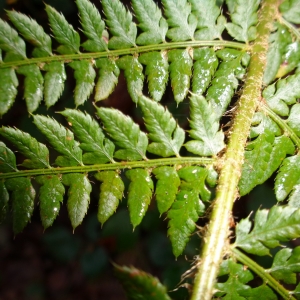 Photographie n°719636 du taxon Polystichum setiferum (Forssk.) T.Moore ex Woyn. [1913]