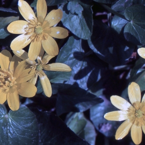 Ranunculus ficariiformis (Rouy & Foucaud) Beck (Ficaire à grandes fleurs)