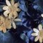  Liliane Roubaudi - Ficaria verna subsp. grandiflora (Robert) Hayek [1924]