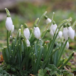 Photographie n°719669 du taxon Galanthus nivalis L. [1753]