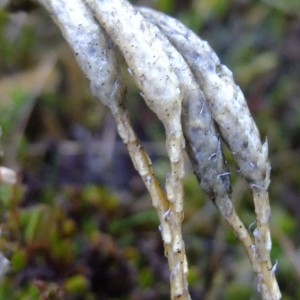 Photographie n°719680 du taxon Lycopodium clavatum L. [1753]