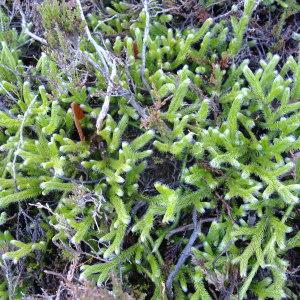 Photographie n°719682 du taxon Lycopodium clavatum L. [1753]