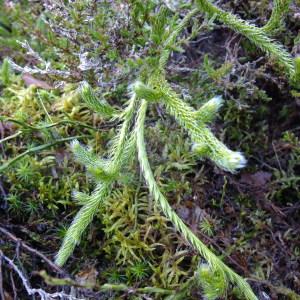 Photographie n°719690 du taxon Lycopodium clavatum L. [1753]